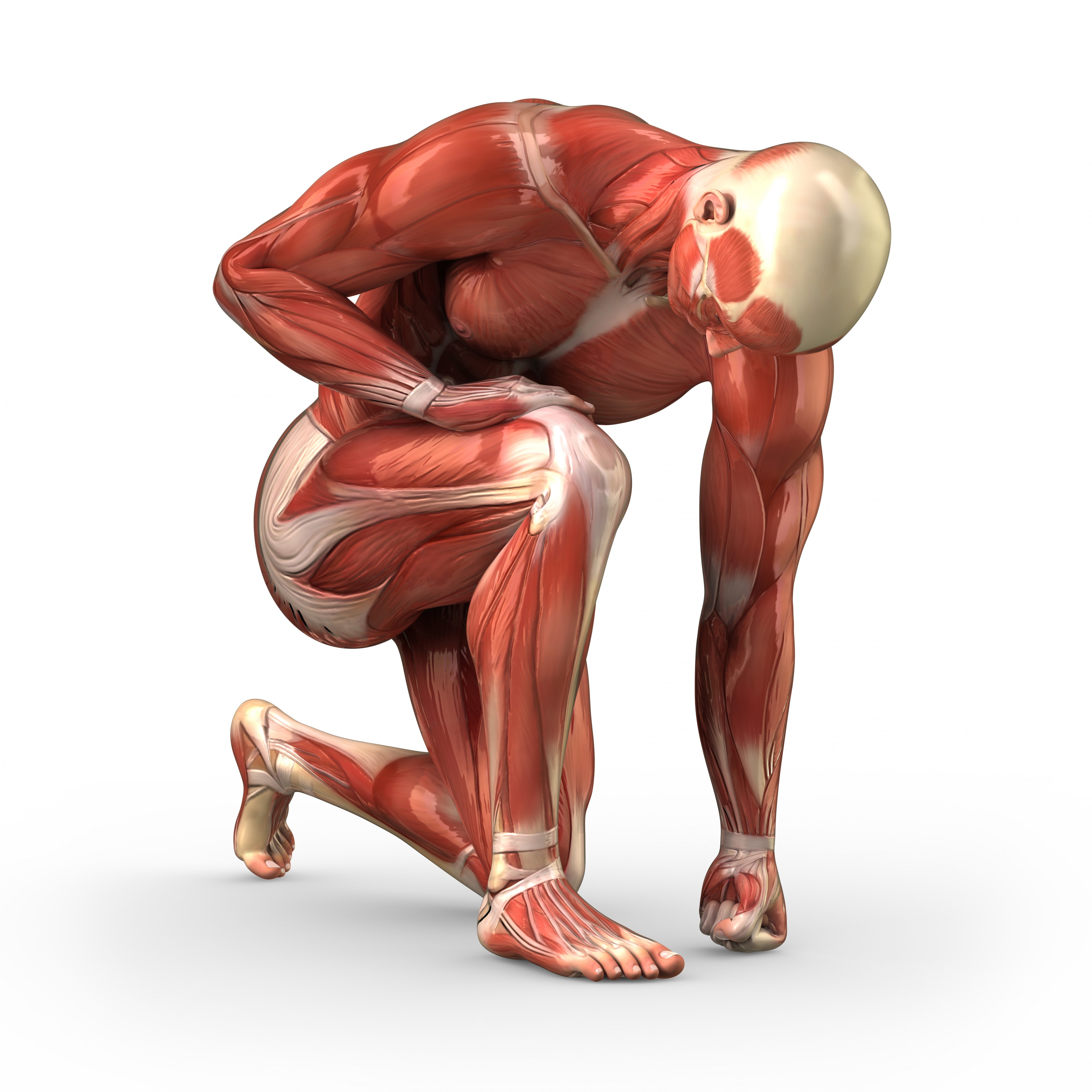 Anatomy and Physiology for Sports