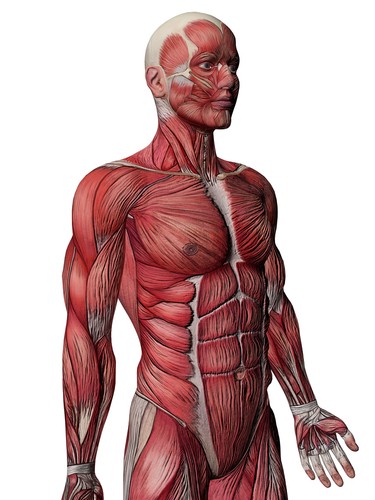 ITEC Anatomy and Physiology for Sports Massage