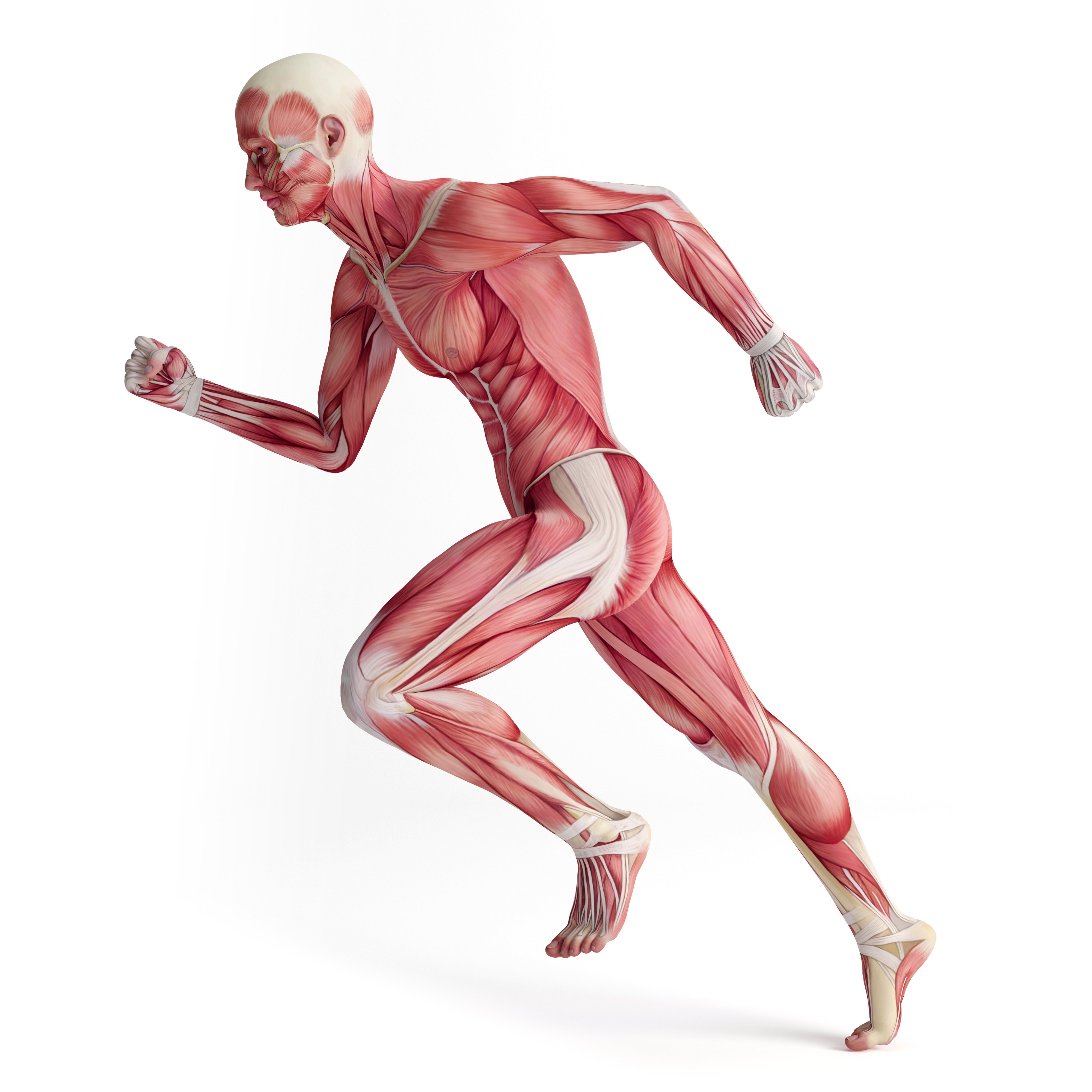 ITEC Certificate in Anatomy, Physiology and Pathology for Complementary Therapies